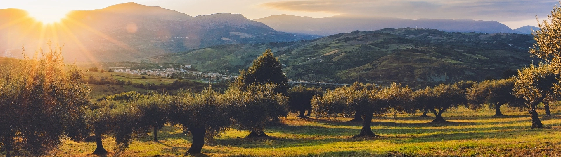 Olivenhain im Sonnenuntergang – Mediterrane Idylle für beste Olivenöle Ein weitläufiger Olivenhain im warmen Licht des Sonnenuntergangs, mit dicht stehenden Olivenbäumen und einer friedlichen mediterranen Atmosphäre – Ursprung feiner Olivenöle.