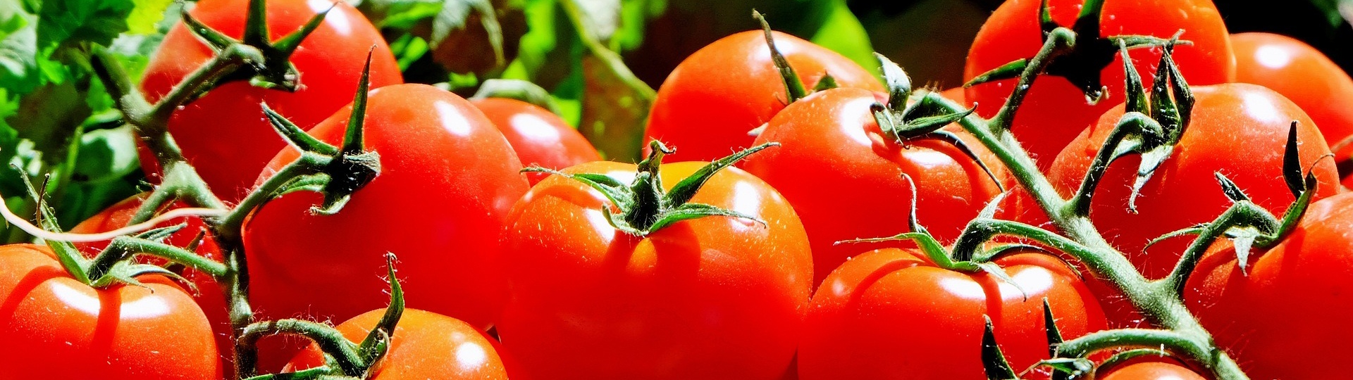 Frische rote Tomaten an der Rispe, saftig und reif, präsentiert vor einem natürlichen Hintergrund – ideal für mediterrane Rezepte und gesunde Küche.