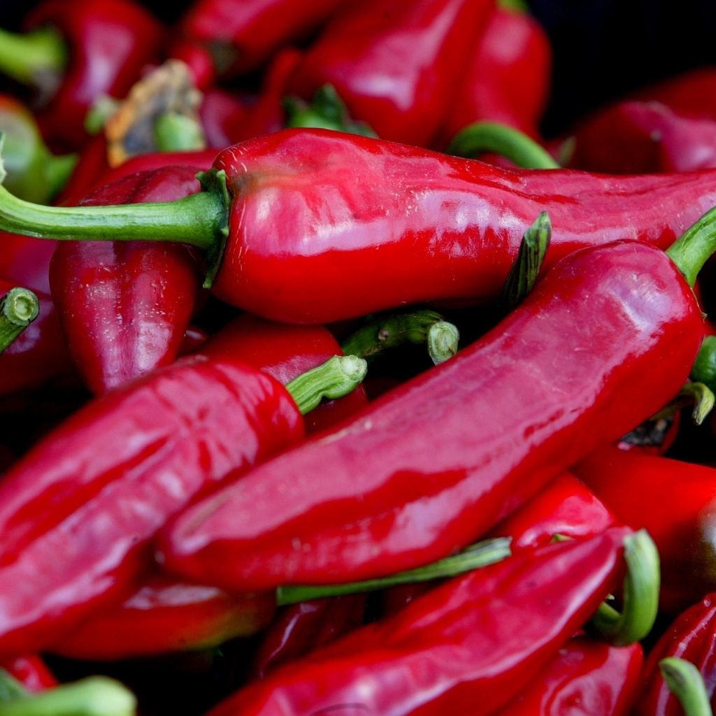 Gorria / Biper Chili (Capsicum annuum)